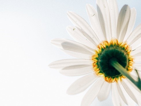 white-daisy-image-for-therapy-services-to-instill-hope