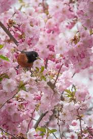 Cherry-blossoms-at-Royal-Botanical-Gardens-Burlington-ON
