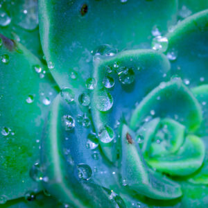 succulent with water drops