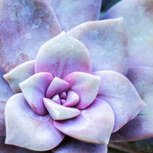 up-close-image-of-succulent