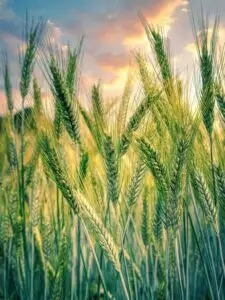 wheat-with-sun-behind